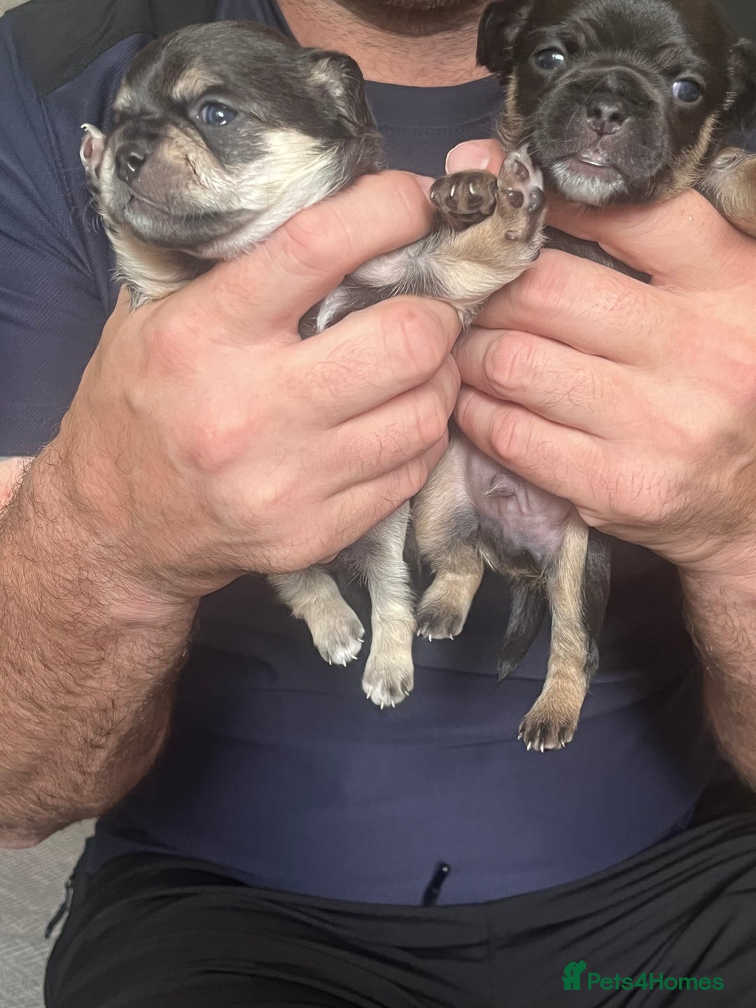 Mixed Breed dogs for sale: Chihuahua puppy’s  - Image 1