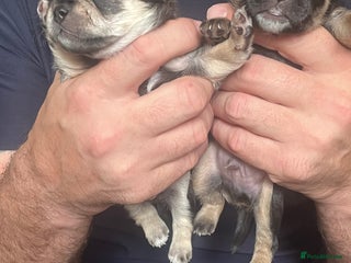 Mixed Breed dogs - Advert 20