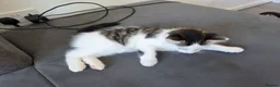 Mixed Breed cats for sale: 1 male kitten - Advert 8