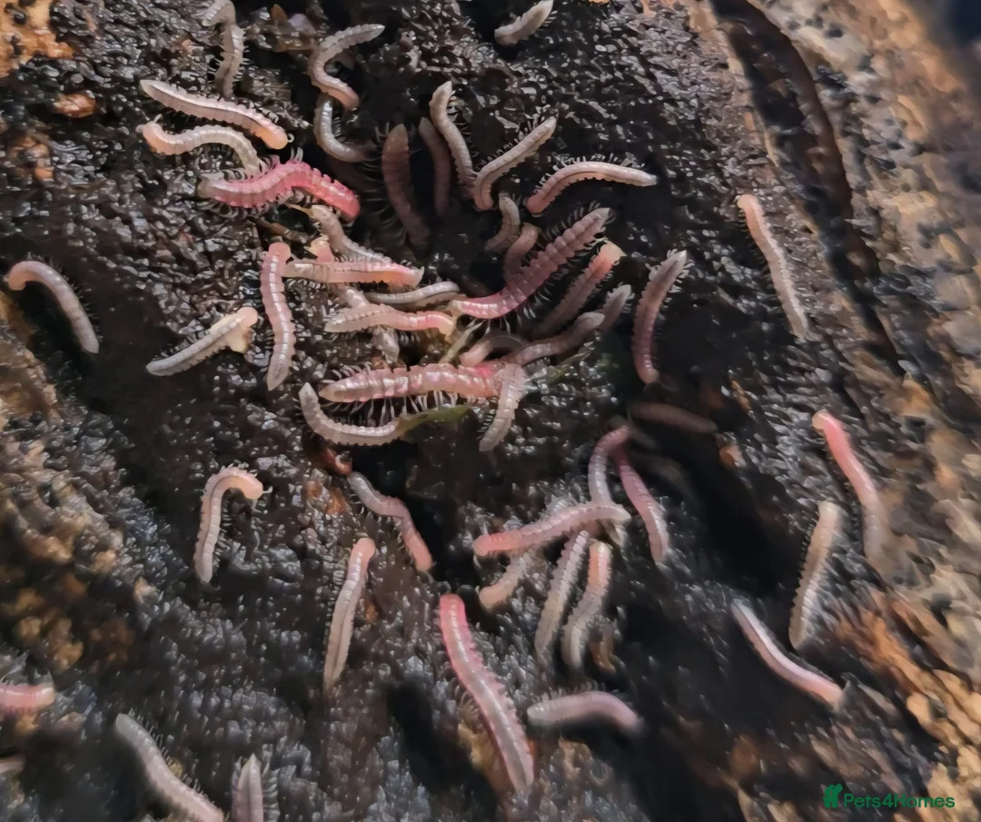 Mixed Breed reptiles for sale: Reptiles - Individual prices in description  - Advert 12