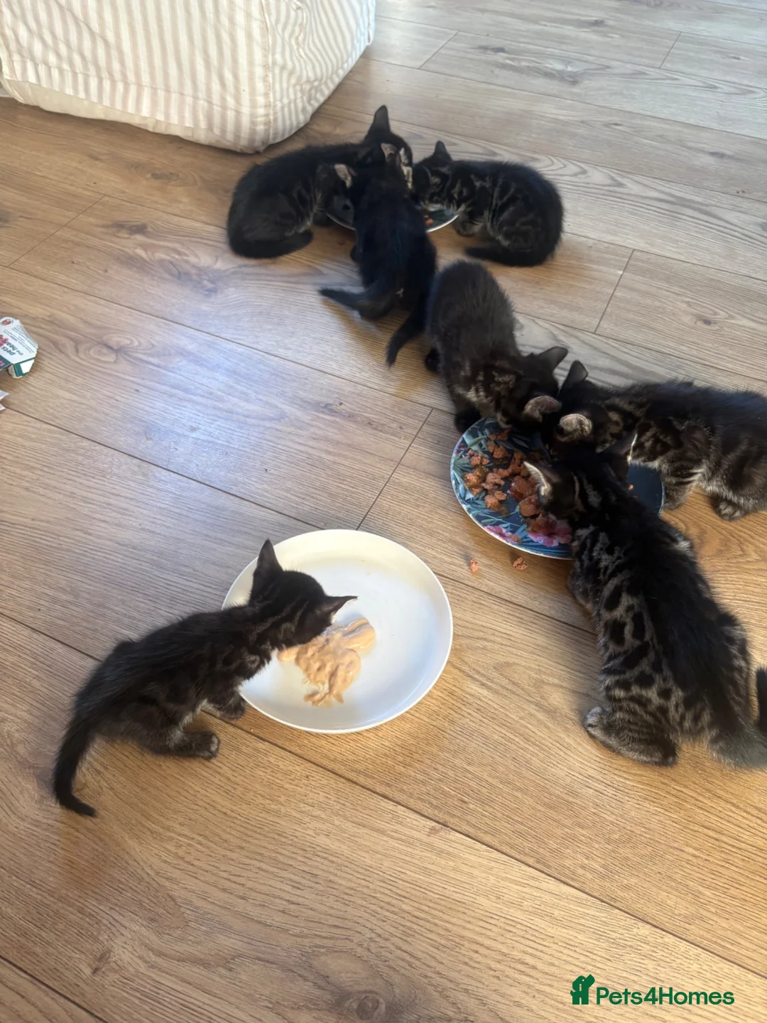 Mixed Breed cats for sale: Half bengal kittens  in Brandon - Advert 27