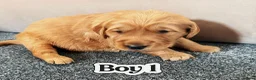 Golden Retriever dogs for sale: Golden retriever(working line) 2 males available  in Brandon - Advert 2