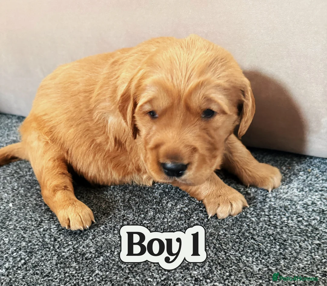 Golden Retriever dogs for sale: Golden retriever(working line) 2 males available  in Brandon - Advert 2