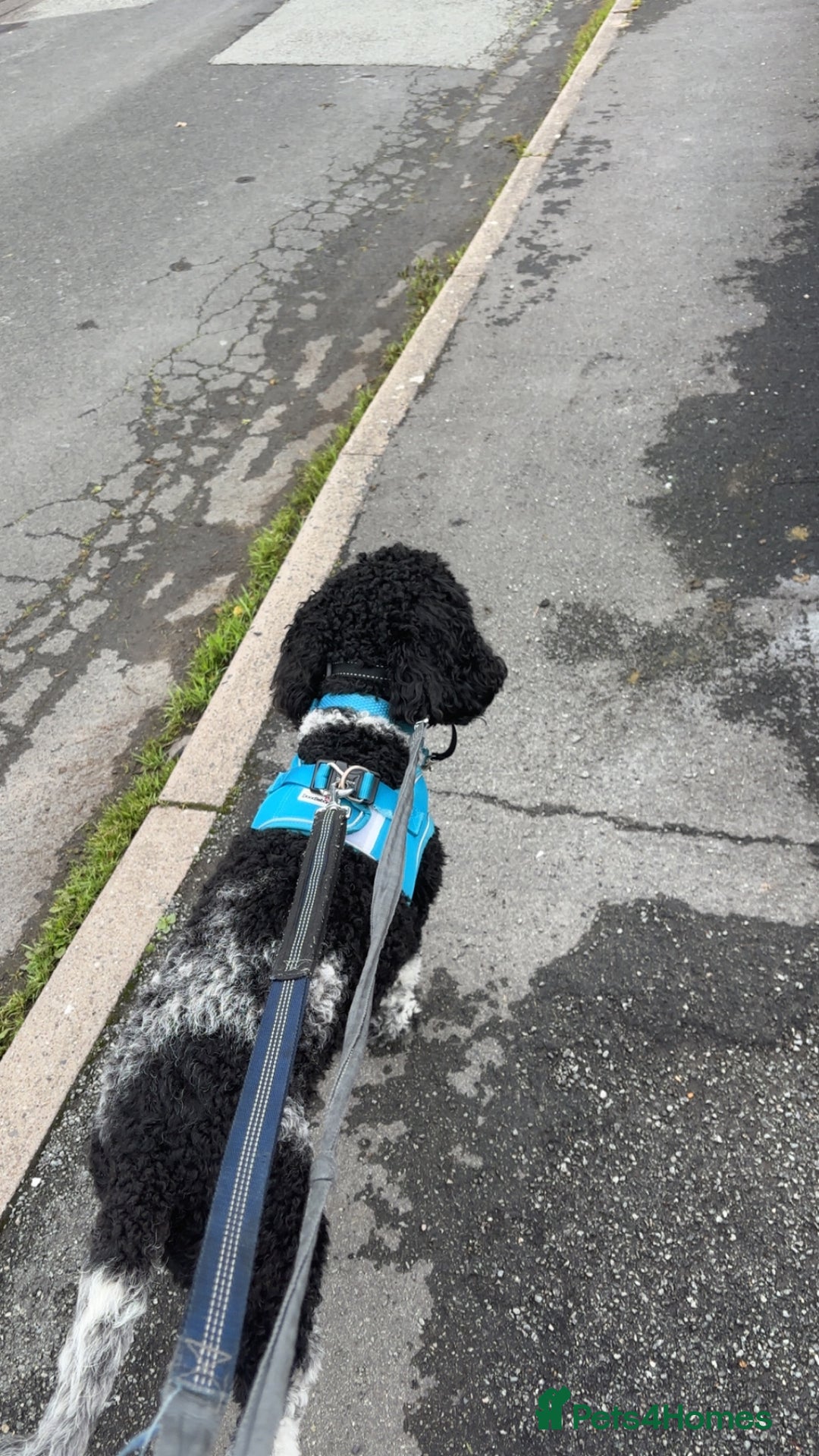 Poochon dogs for sale: Jake poochon - Image 3