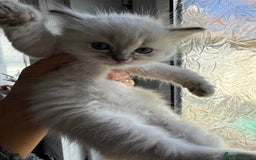 Ragdoll cats for sale: GCFF and FIFE Ragdoll Kittens. Champions line! - Image 2