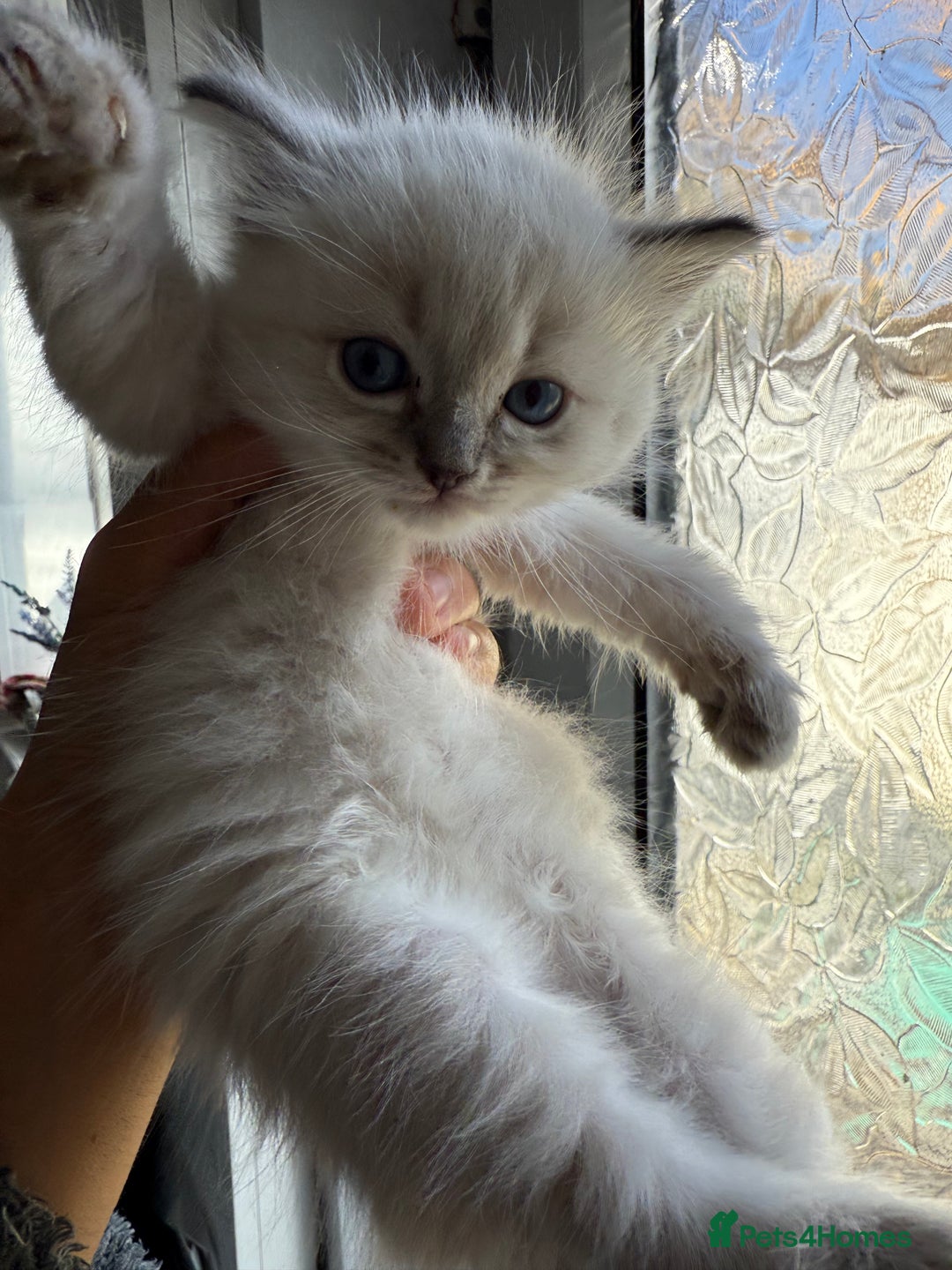 Ragdoll cats for sale: GCFF and FIFE Ragdoll Kittens. Champions line! - Image 2