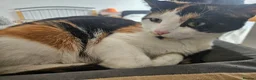 British Shorthair cats for sale: 2 Female Black and White kittens - Advert 1