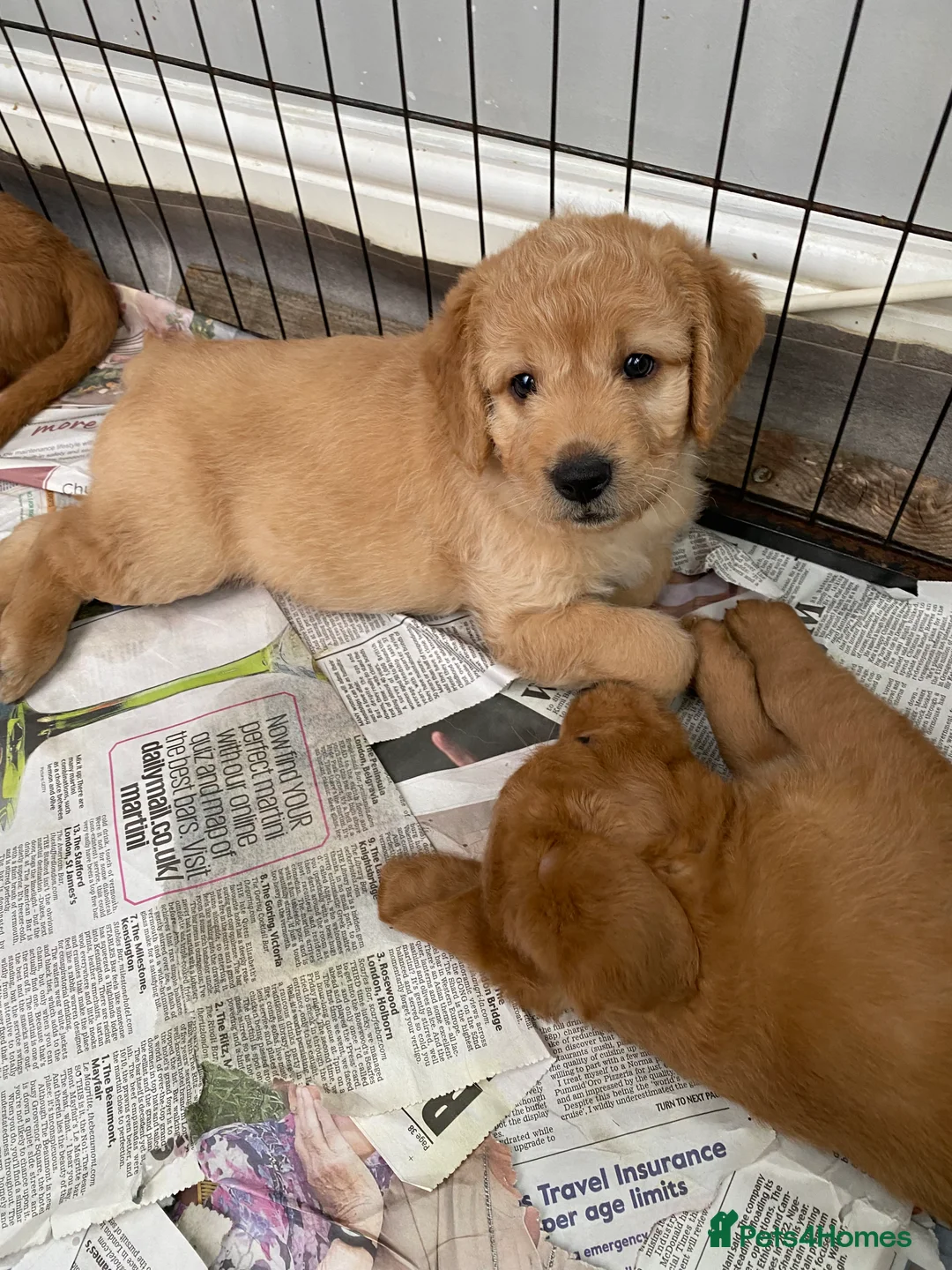 Labradoodle dogs for sale: F1 Red Miniature Labradoodles  - Advert 10