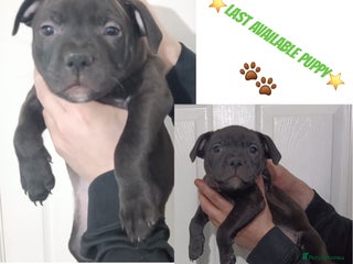 Staffordshire Bull Terrier dogs The Last Stunning KC SBT Boy! - Advert 16