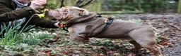English Bulldog dogs for stud: Now proven English Bulldog at stud - Advert 12