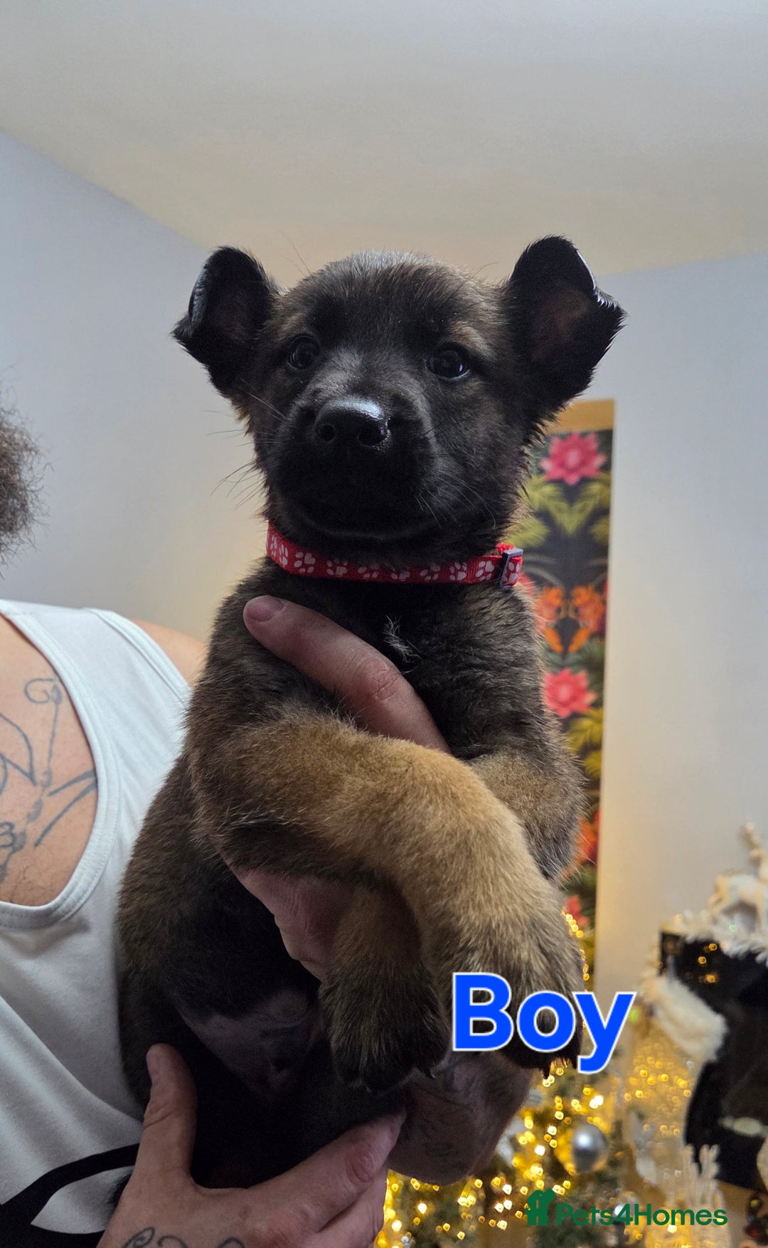 Belgian Shepherd Dog dogs for sale: Belgian malinois - Advert 22