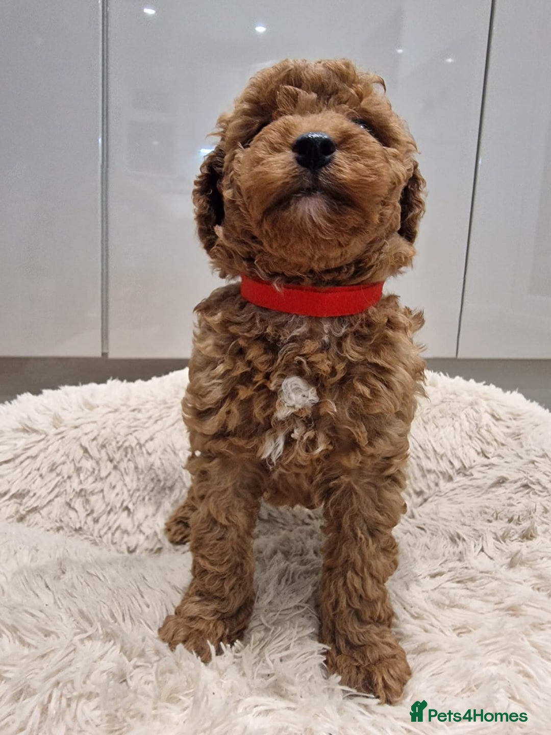 Cockapoo dogs for sale: 3 Gorgeous Apricot Cockapoo Puppies  - Advert 15