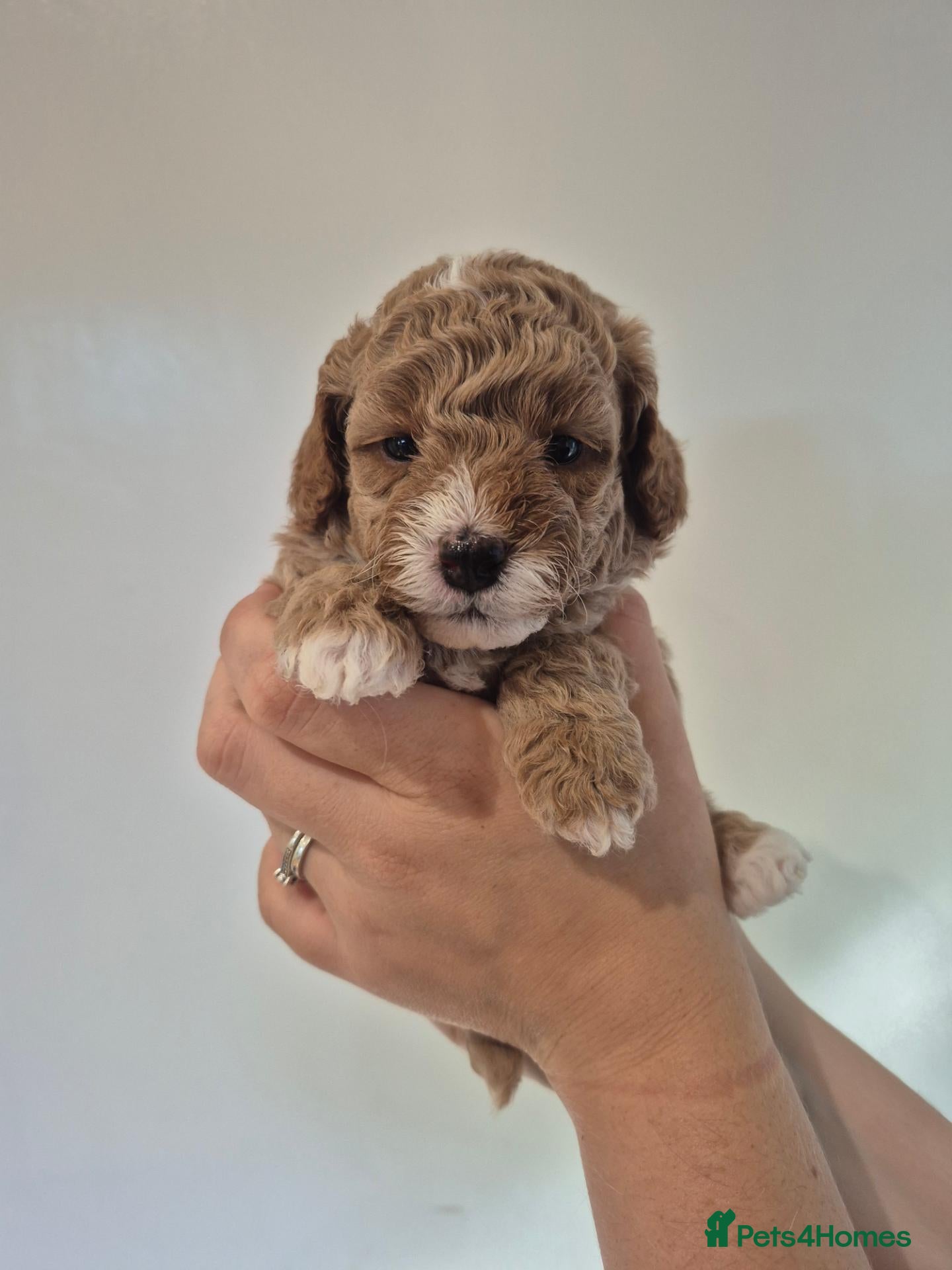 Cockapoo dogs F1B red and apricot curly and wavy cockapoos - Advert 1