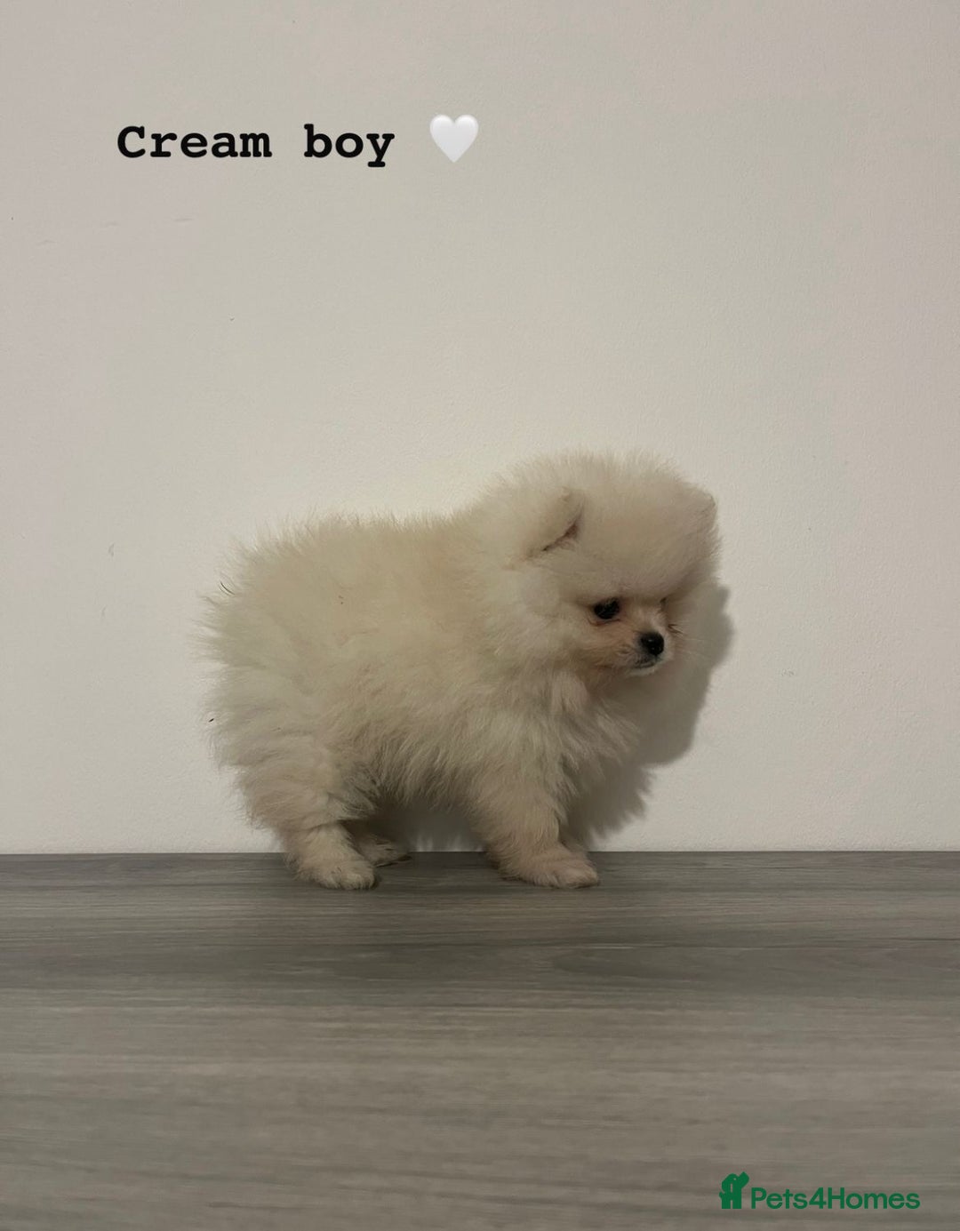 Pomeranian dogs for sale: Pomeranian puppies - Image 10