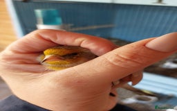Finches birds for sale: Goldfinch mules  - Image 1