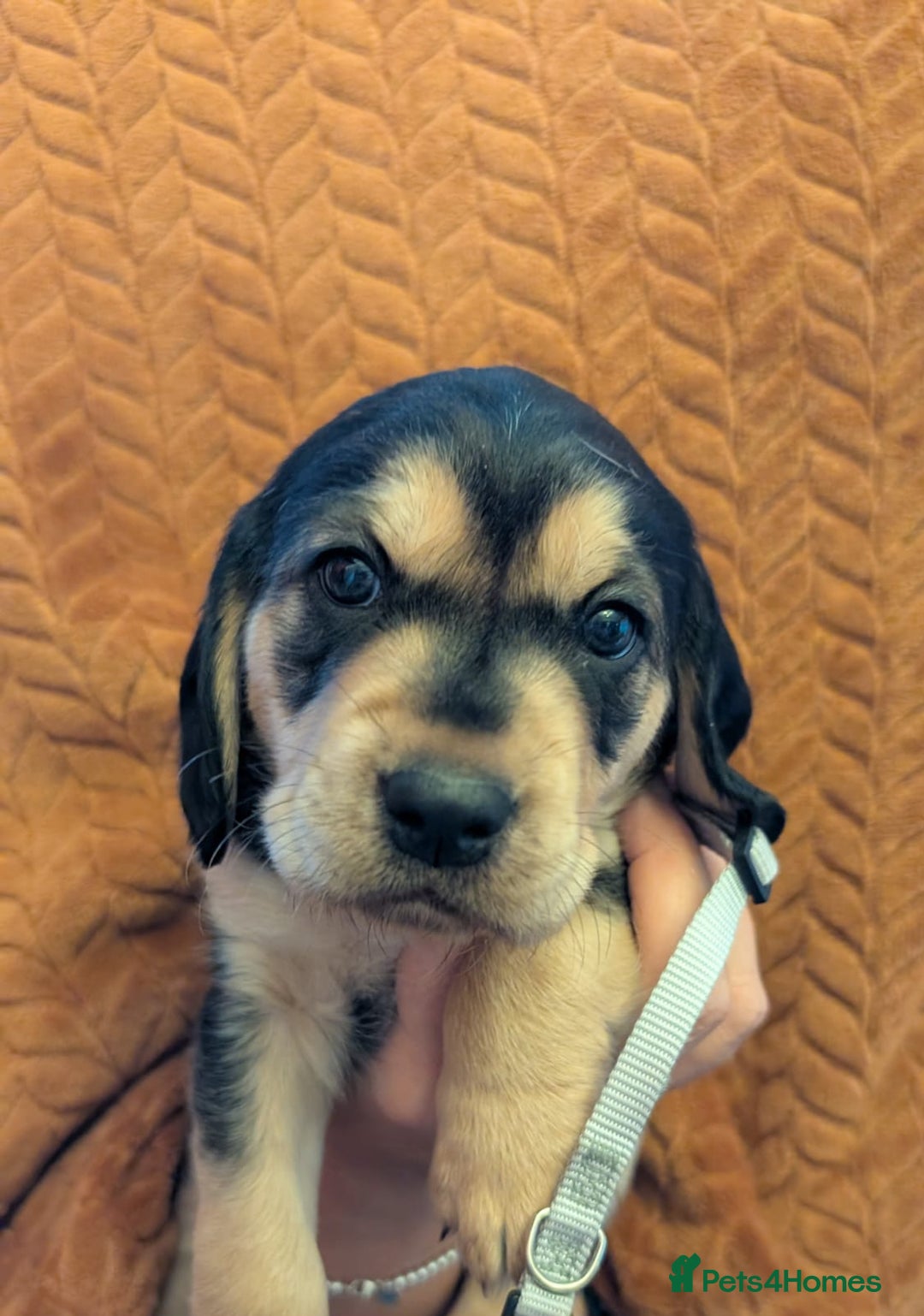 Cockerdor dogs for sale: Stunning Tri-coloured Cockerdors - Image 3