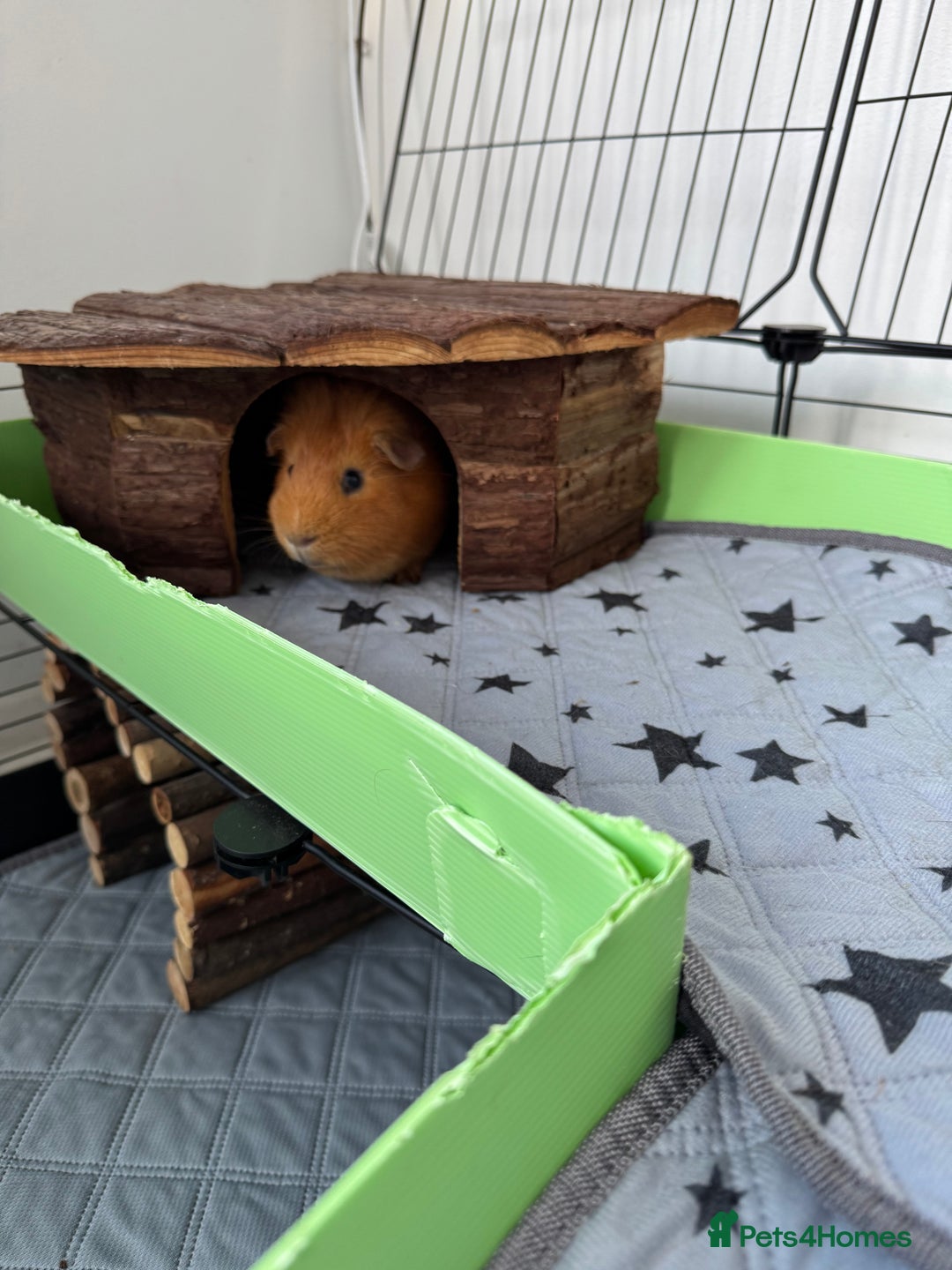 Guinea Pig rodents for sale: 2 x Guinea Pigs with cages - Advert 5