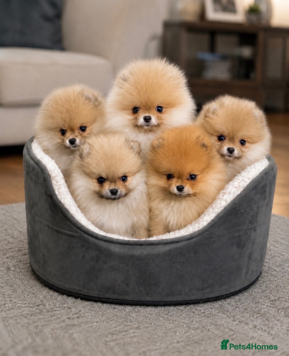 Pomeranian dogs 🐾600gr at 11 weeks 🏆Outstanding 🐻KC  - Advert 1