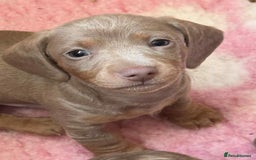 Miniature Dachshund dogs for sale: Ready now - Miniature Dachshunds Puppies - Image 4