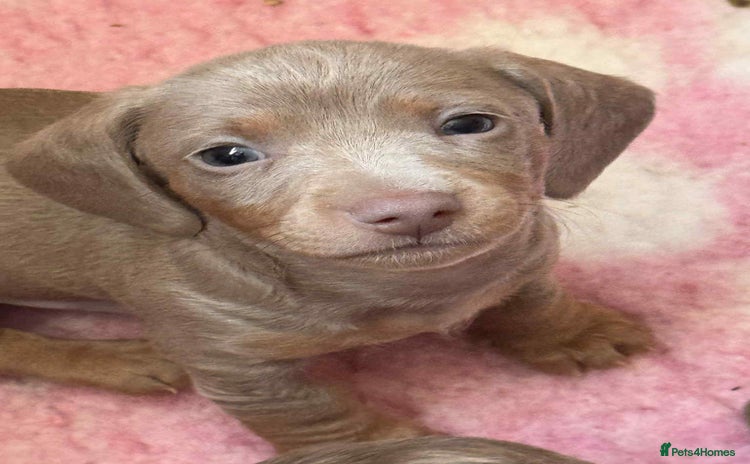 Miniature Dachshund dogs - Advert 7
