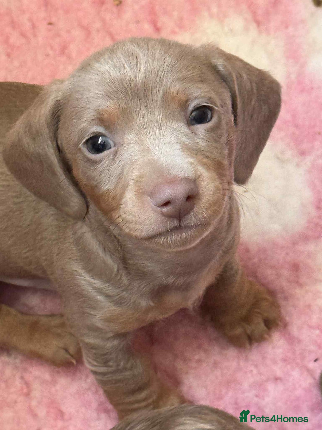 Miniature Dachshund dogs for sale: Ready now - Miniature Dachshunds Puppies - Image 4