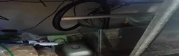 Other/Mixed Breed fish for sale: Very large fish tank with all equipment  - Advert 6