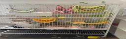 Rat rodents for sale: Peanut and butter  (two fancy rats) - Advert 3