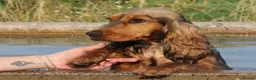 Cocker Spaniel dogs for sale: A STUNNING LITTER OF SHOW COCKERS - Advert 3
