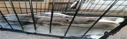 Staffordshire Bull Terrier dogs for sale: 3 Blue Staffordshire Bull Terrier males for sale in Preston - Advert 3