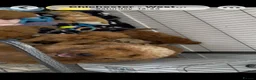 Cockapoo dogs for sale: LICENSED BREEDER HEALTH TESTED COCKAPOOS - Advert 2