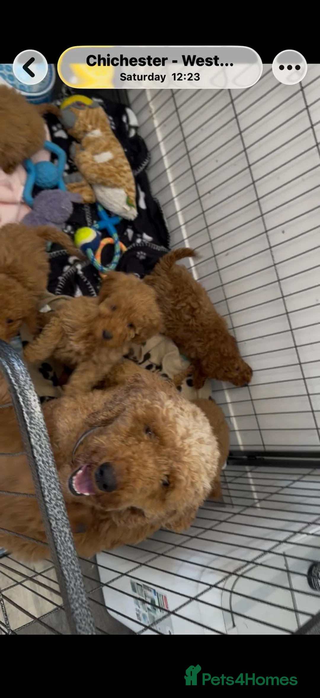 Cockapoo dogs for sale: LICENSED BREEDER HEALTH TESTED COCKAPOOS - Advert 2