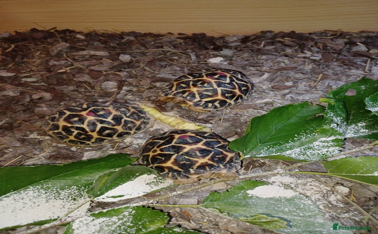 Tortoise reptiles - Advert 3