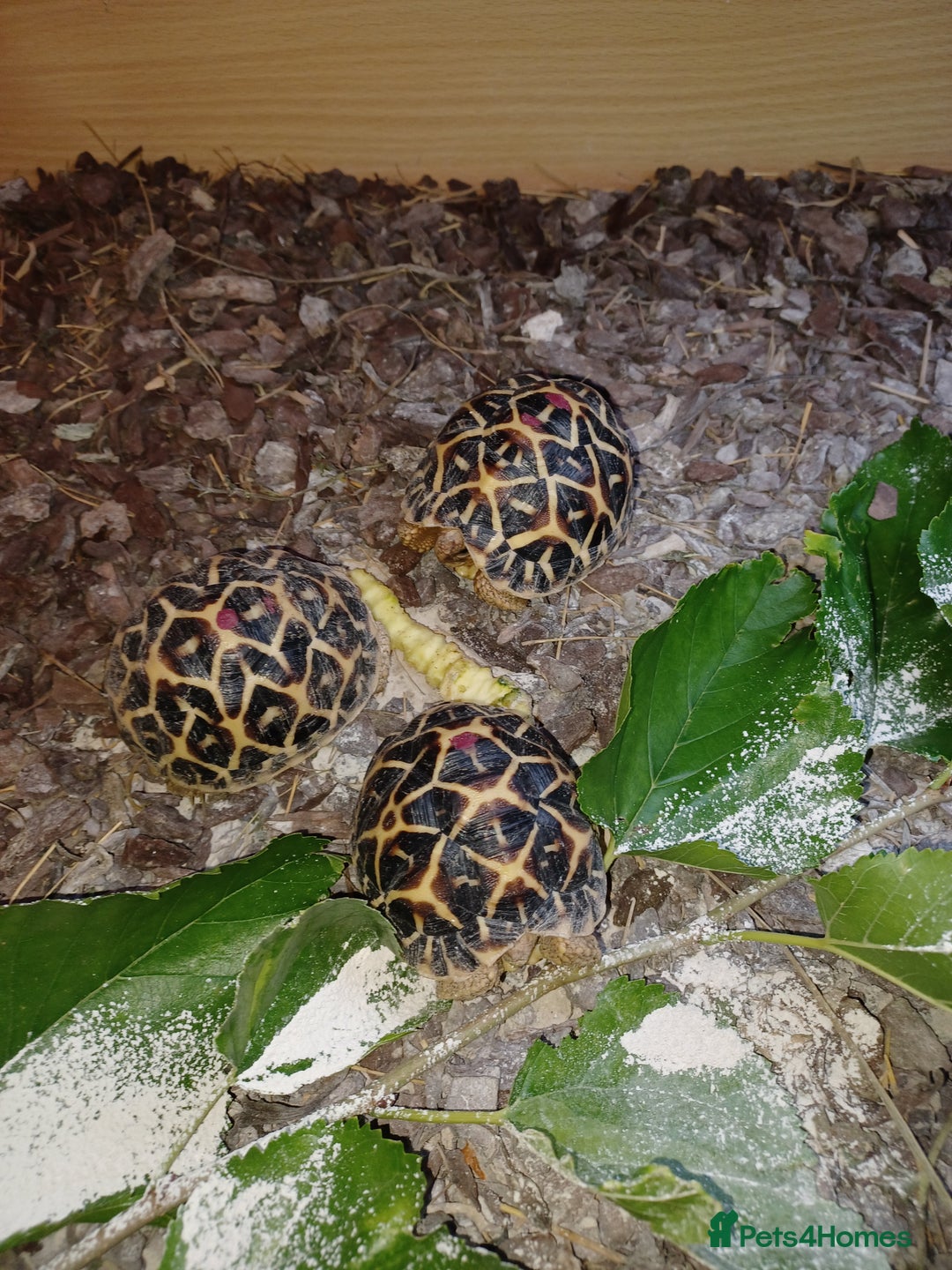 Tortoise reptiles for sale: INDIAN STAR YOUNSTERS UK BRED JULY 2024 - Image 1