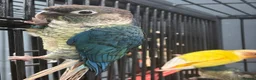 Mixed Breed birds for sale: Various Stunning Birds - Nationwide Delivery  in Newcastle upon Tyne - Advert 16