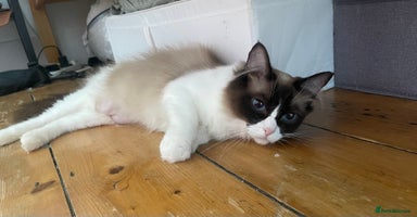 Ragdoll cats - Advert 2