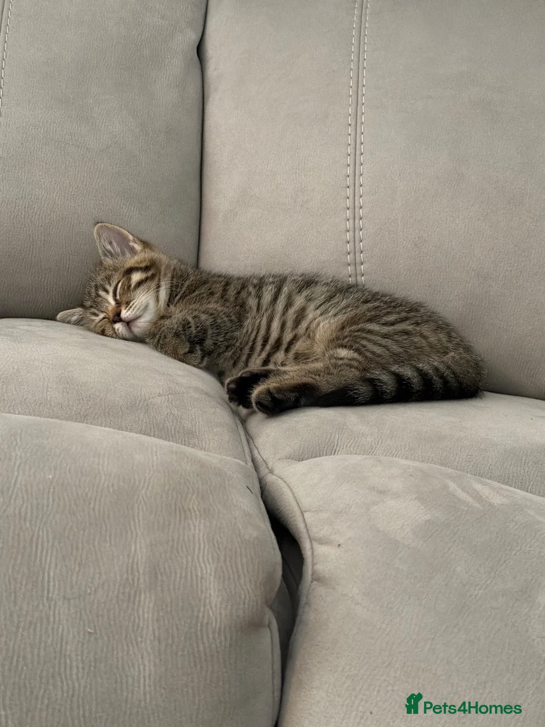 Mixed Breed cats for sale: Beautiful girl kitten - Advert 2