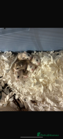 Hamster rodents - Advert 5
