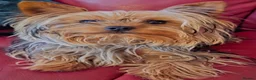 Yorkshire Terrier dogs for sale: Beautiful Yorkshire Terrier Girls - Advert 15