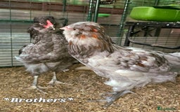 Chickens poultry for sale: Blue & red tailed bearded British Araucana - Image 6