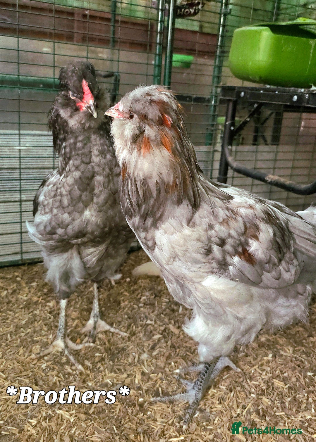 Chickens poultry for sale: Blue & red tailed bearded British Araucana - Image 6