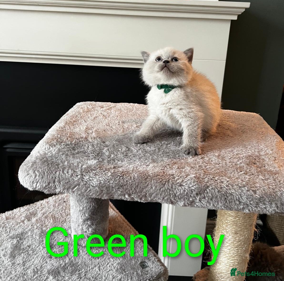 British Shorthair cats 1 Grey boy GCCF kitten ready now - Advert 12