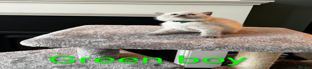 Colourpoint British Shorthair (Green collar)