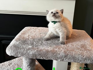 British Shorthair cats - Advert 9
