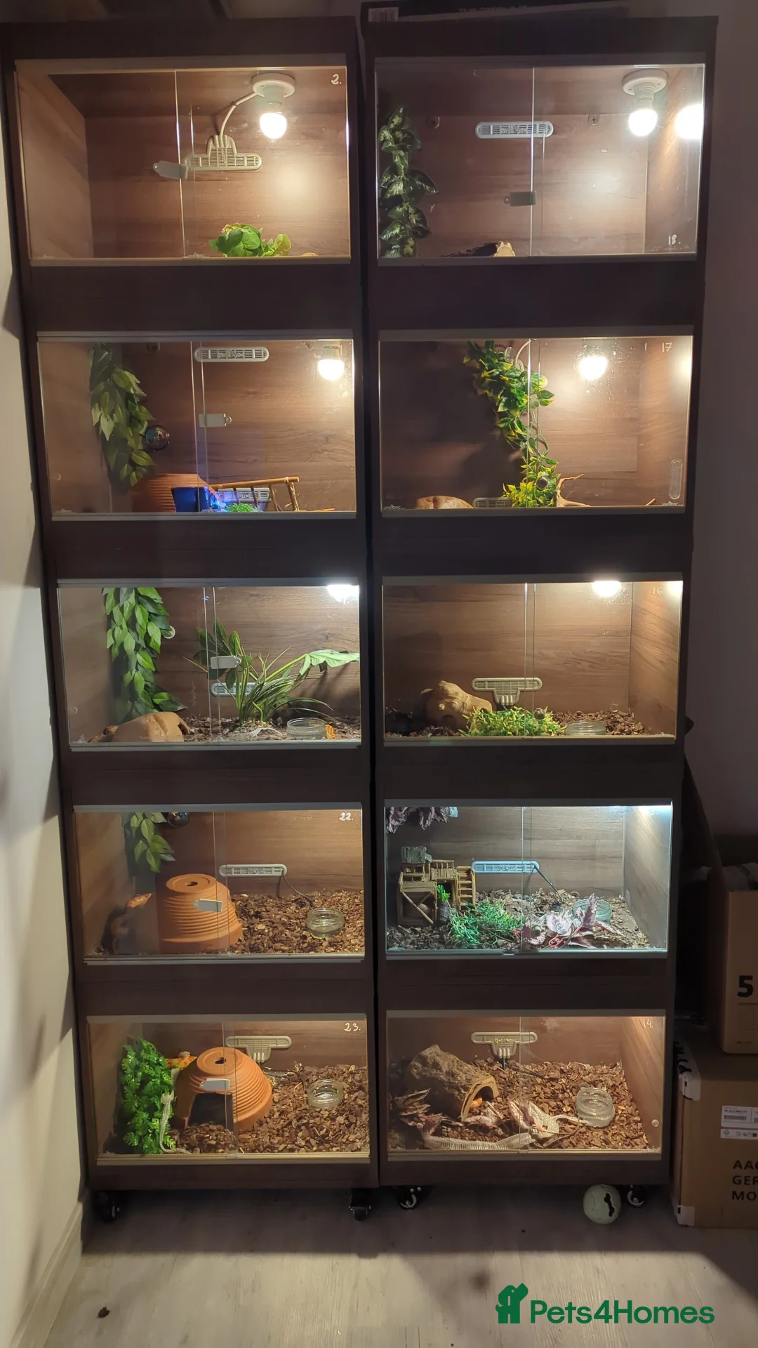 Corn Snake reptiles for sale: Corn snake - Advert 1