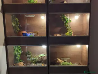 Corn Snake reptiles Corn snake - Advert 4