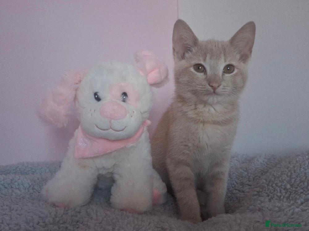 Mixed Breed cats for sale: Diluted orange female cat for sale - Advert 6