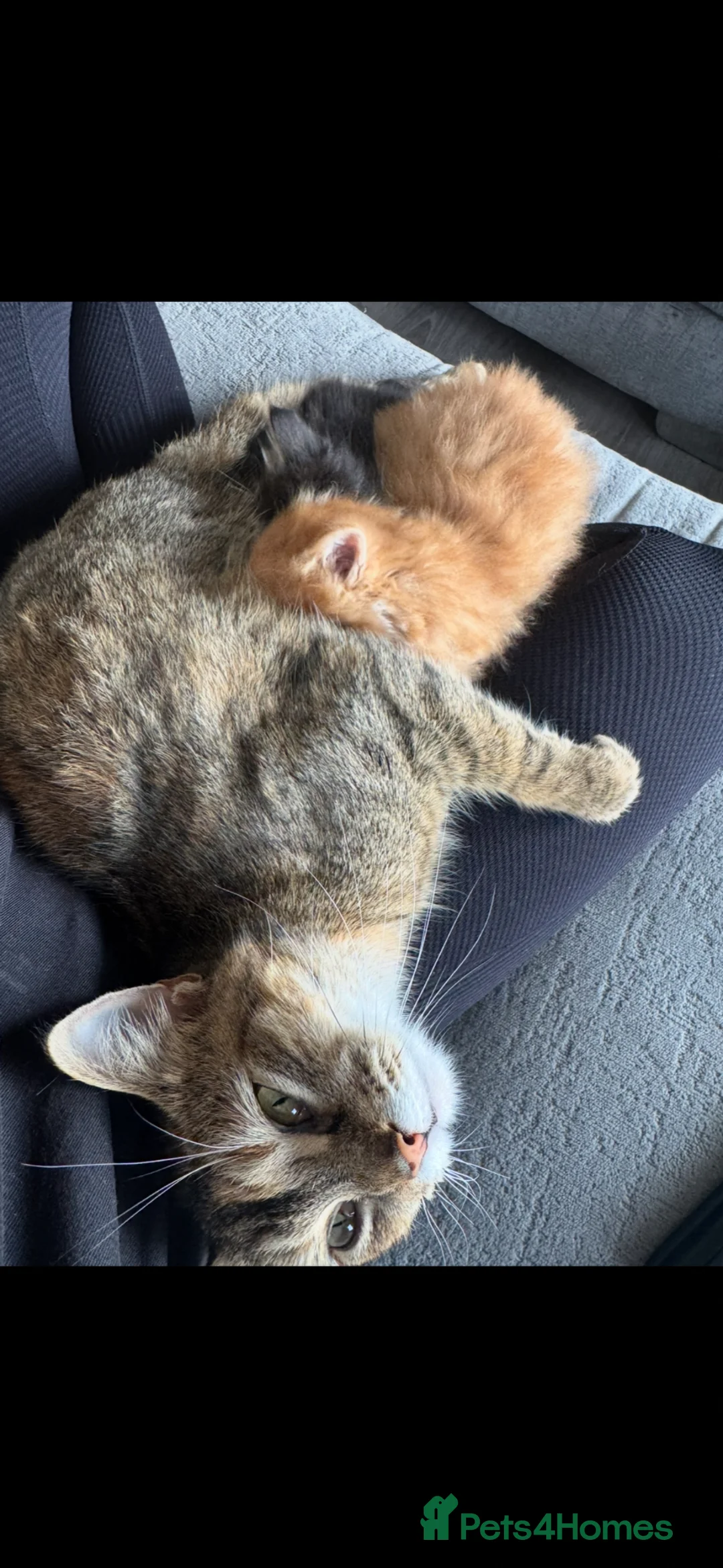 British Longhair cats for sale: ❤️ beautiful joyful fur babies ❤️ - Advert 10