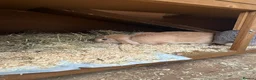 Mini Lop rabbits for sale: Two mini lops rabbits for sale with cage  in Loughborough - Advert 4