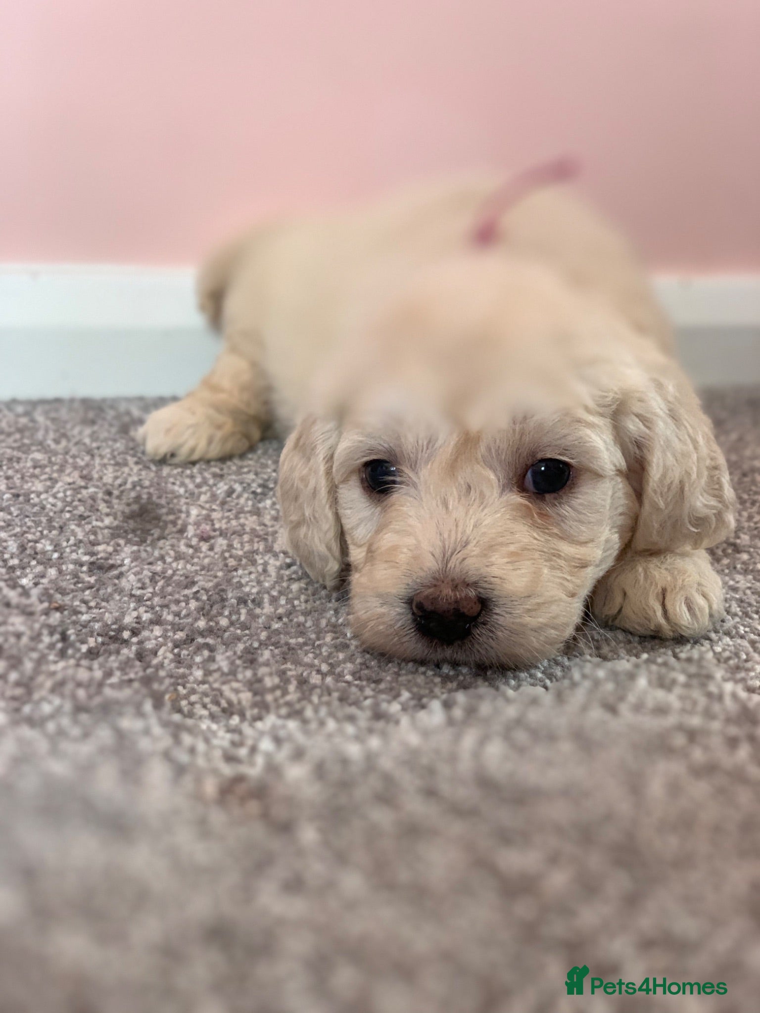 Mini Goldendoodle dogs READY TO LEAVE - Mini golden doodles  - Advert 1