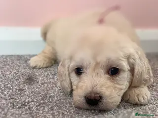 Mini Goldendoodle dogs READY TO LEAVE - Mini golden doodles - Advert 1